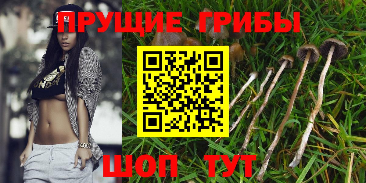 Псилоцибиновые грибы GOLDEN TEACHER  Вход с VPN  Родники 